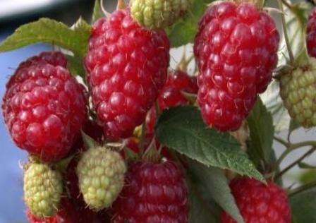 Raspberry tree planting and care. Photo. Reproduction