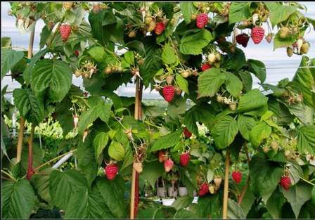 Raspberry tree planting and care. Photo. Reproduction