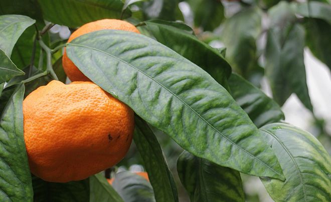 Cognitive facts about mandarins (fruit or berry)