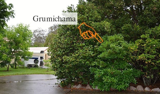 Growing Grumichama Fruit Tree/Shrub Tips in Your Backyard