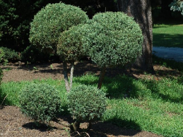 When to plant junipers in the fall. Gardening Secrets: Planting Junipers In Autumn