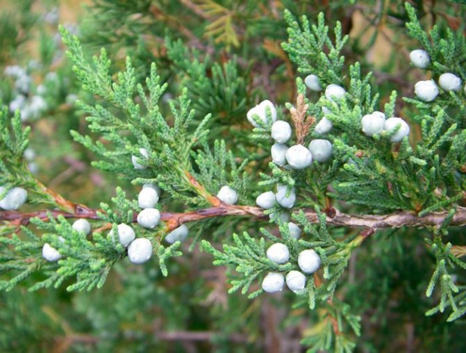 When to plant junipers in the fall. Gardening Secrets: Planting Junipers In Autumn