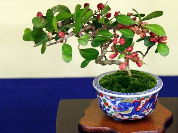 Bonsai from euonymus