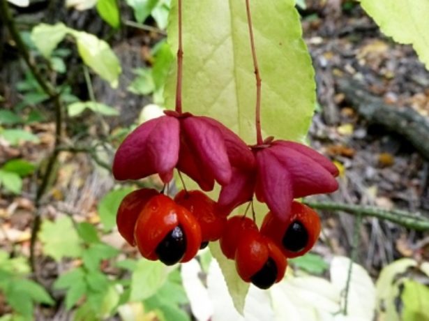 Euonymus fruits