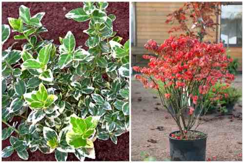 Indoor spindle tree: planting and caring for a plant with a masculine character