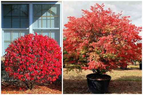 Indoor spindle tree: planting and caring for a plant with a masculine character