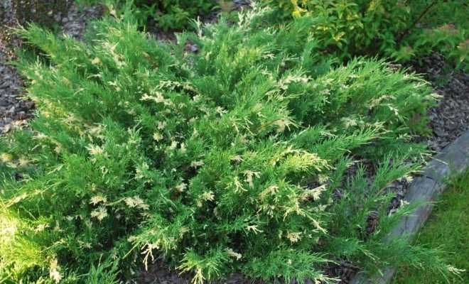 Cossack juniper variegata varieties