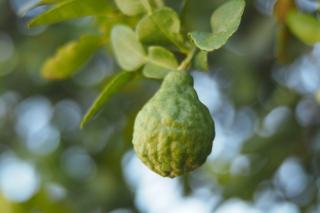 Bergamot cultivation and care
