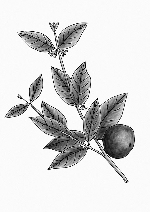 mustavalkoinen piirustus araza-kasveista