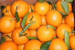 Harvested oranges