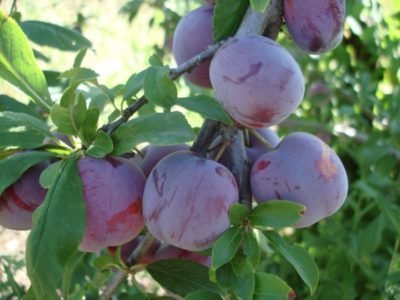 Cherry plum Abundant