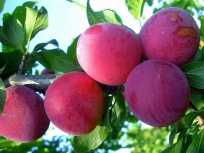 Cherry plum Found