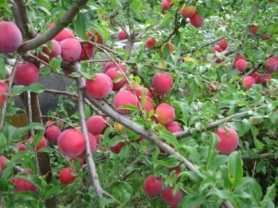 Cherry plum Peach
