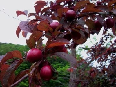Cherry plum red-leaved