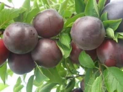 Cherry-plum Tent