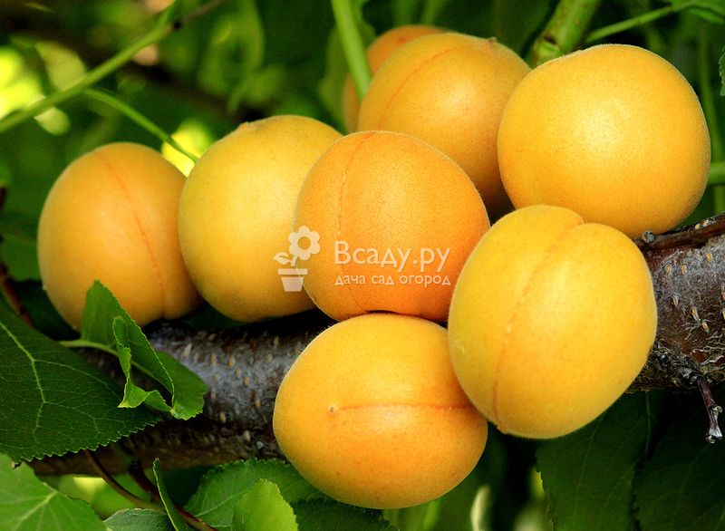 One of the most common varieties in central Russia is apricot Alyosha