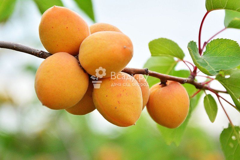 Sunny Armenia is considered the birthplace of apricot