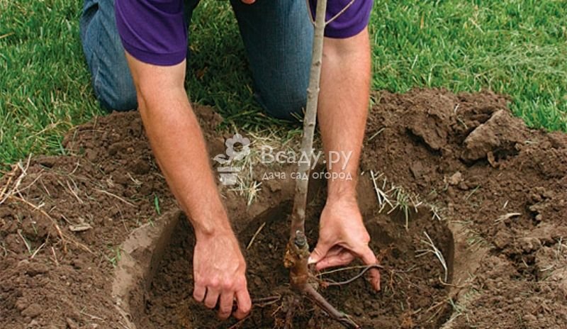 Planting an apricot seedling in open ground
