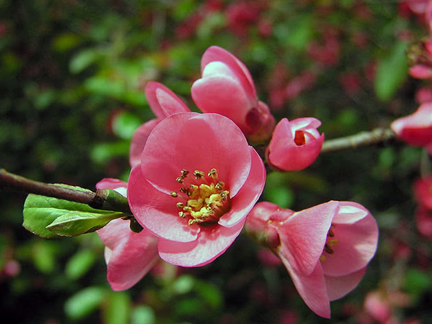 How quince blooms
