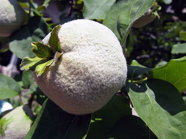 Quince ovary on a tree