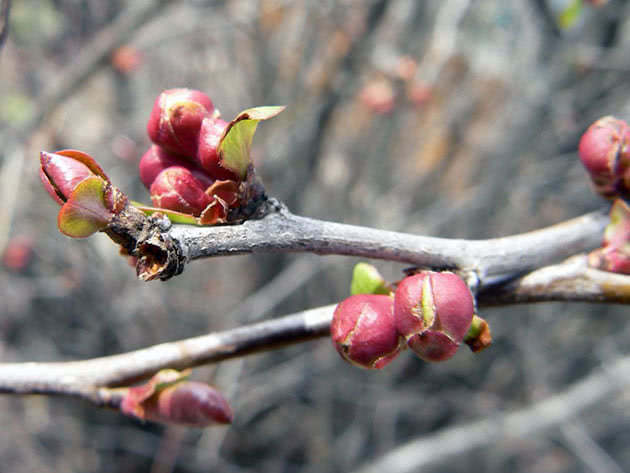 Leaf buds on a quince tree