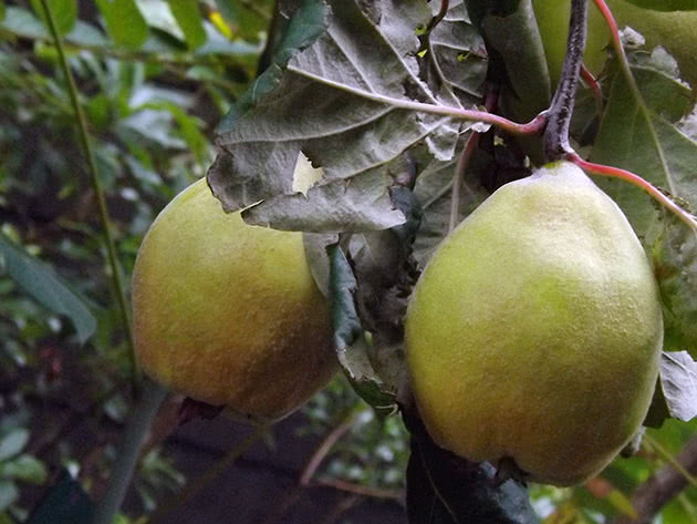 How to grow quince in the garden