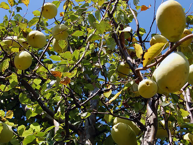 How to plant and care for quince