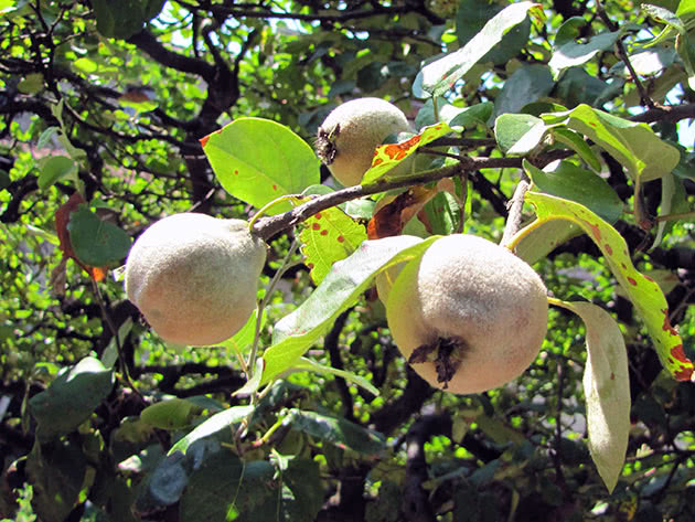 Where and when to plant quince