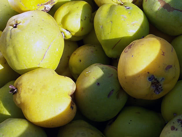 Quince after harvest