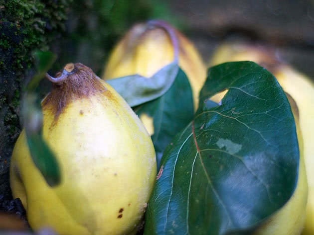 Planting and caring for quince