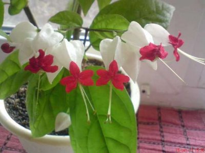 Clerodendrum Thomsoniae flower - home care
