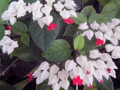 Clerodendrum Thomsoniae -kukka - kotihoito