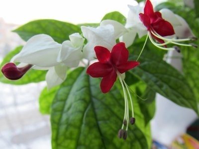 Clerodendrum Thomsoniae flower - home care