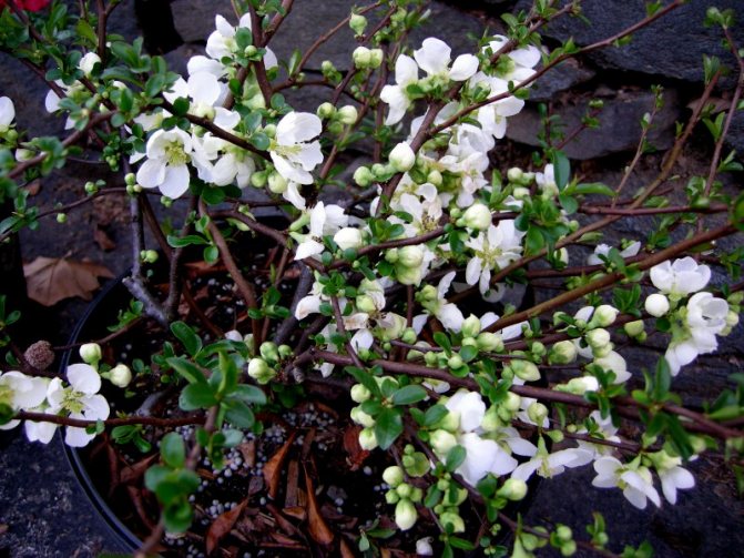 White flowers on quince in early spring