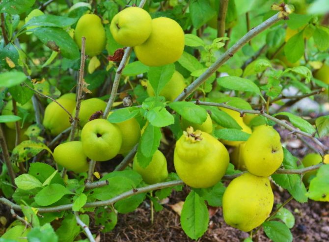 Ripening of fruits on a Japanese quince bush