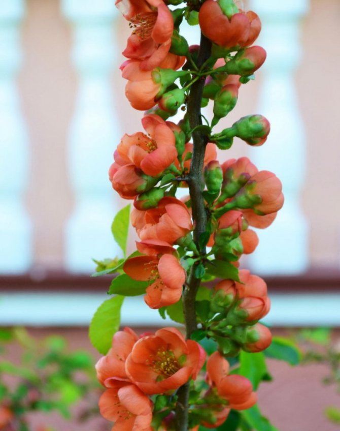 Blooming flowers on a branch of Japanese quince
