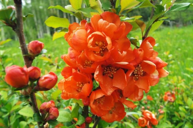 Features of growing Japanese quince in the Moscow region
