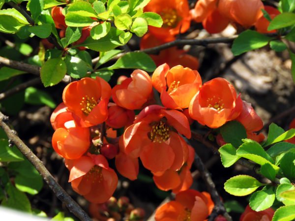 Features of growing Japanese quince in the Moscow region