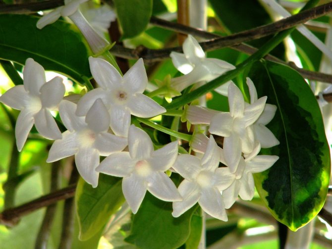 Types and varieties of indoor jasmine: care features