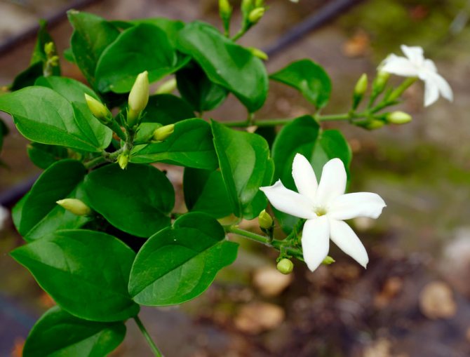 Types and varieties of indoor jasmine: care features