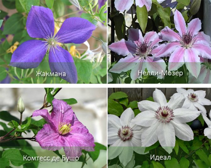 Growing clematis in the open field: planting, care and reproduction