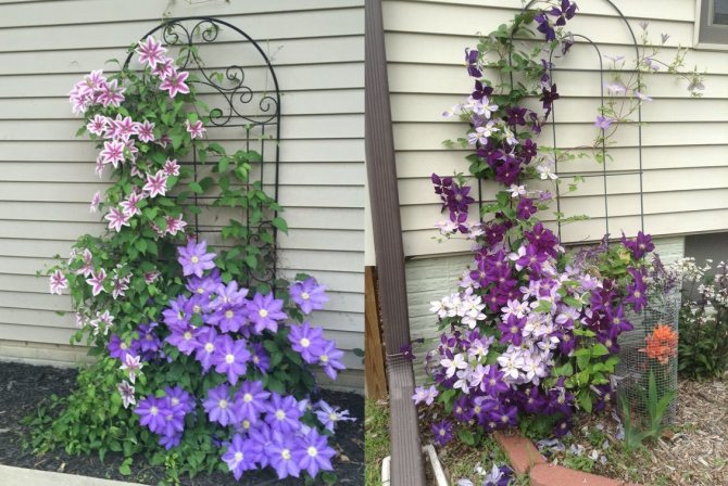 Growing clematis in the open field: planting, care and reproduction