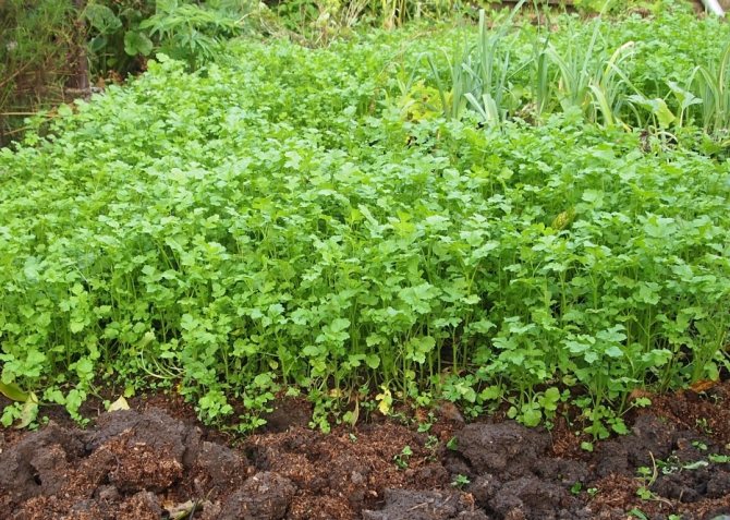 Mustard in the garden and vegetable garden - protection and nutrition of plants