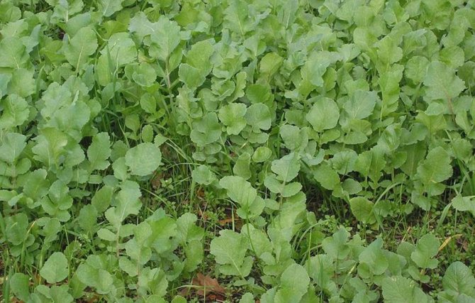 Mustard in the garden and vegetable garden - protection and nutrition of plants