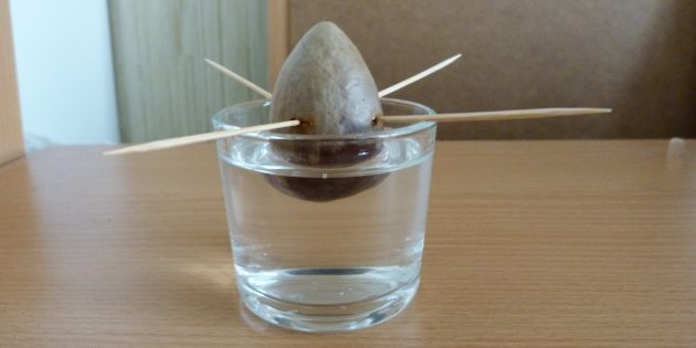 Как вырастить авокадо из косточки: Косточка в воде