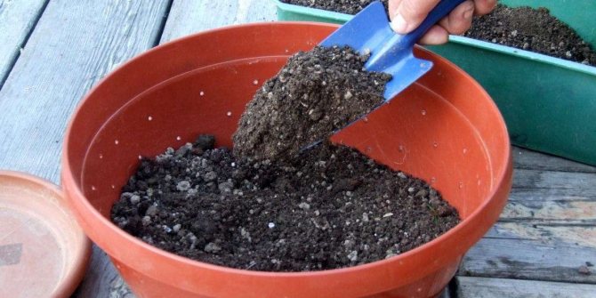 How to grow an avocado from a seed: video step-by-step instructions for care and planting, so that the plant would bear fruit