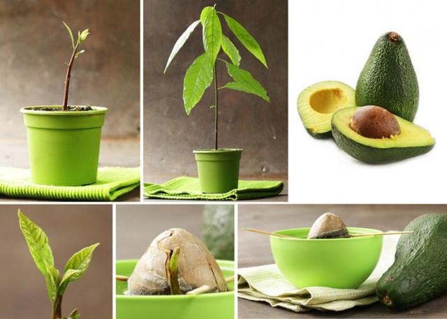 Как правильно вырастить авокадо из косточки