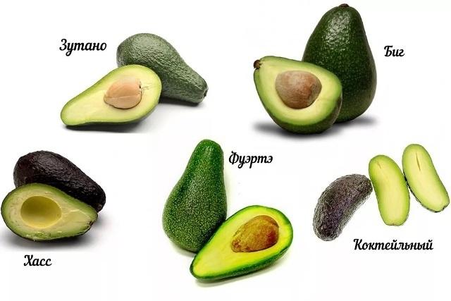 How to grow an avocado from a seed at home