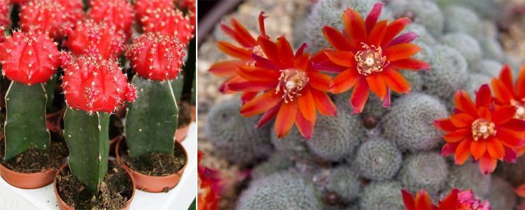 Cactus con flores väri rojo