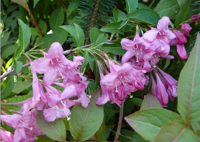 Weigela ornamental shrub: description of popular varieties, use in landscape design